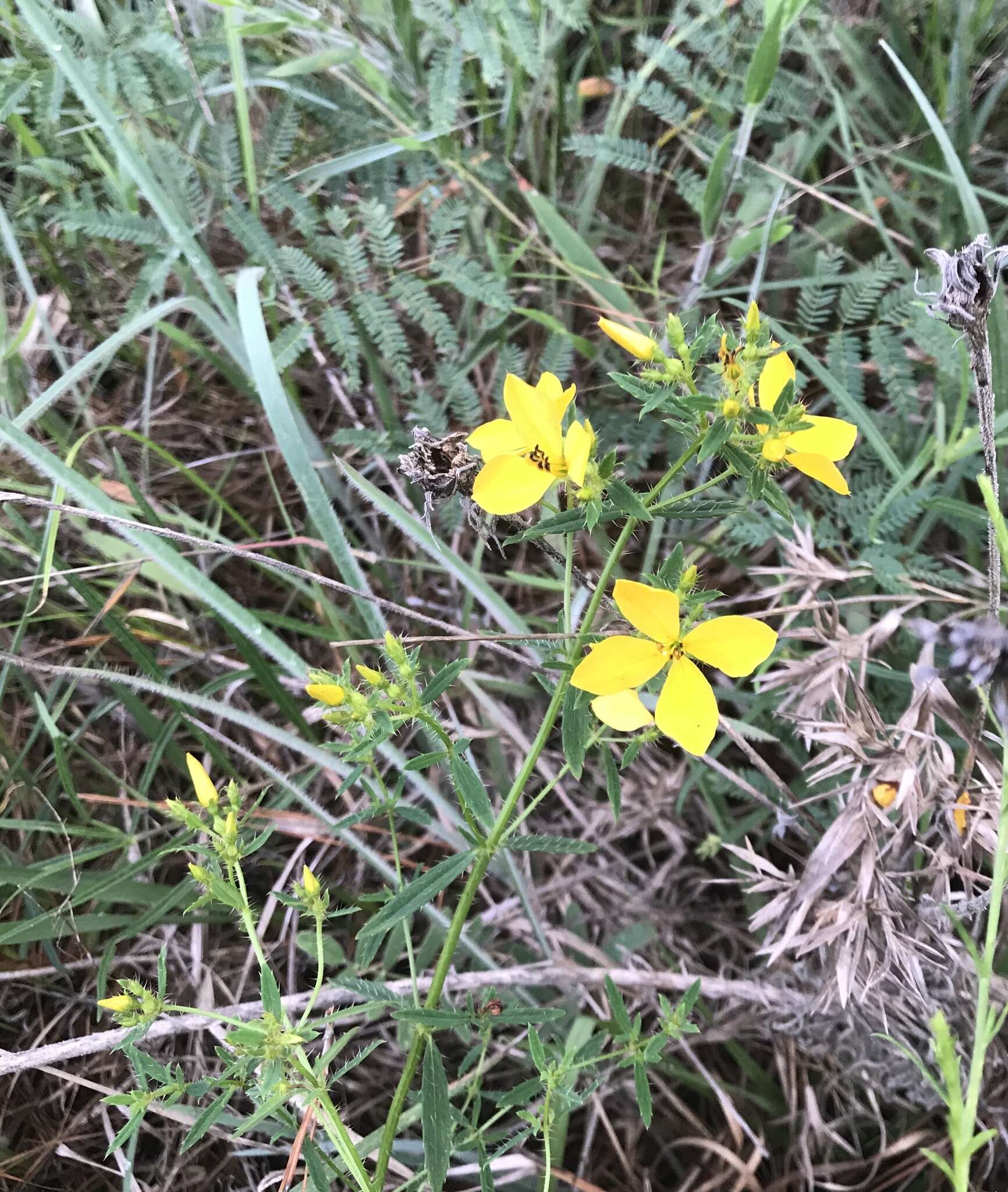 Image of Yellow Meadow-Beauty