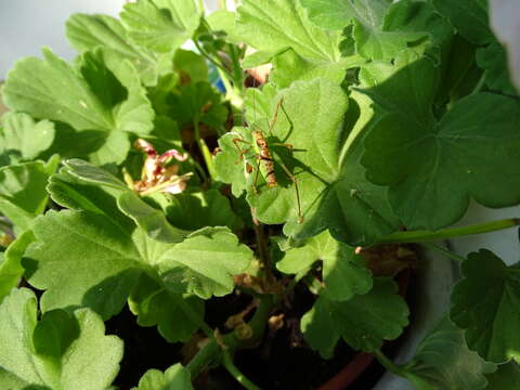 Image of speckled bush-cricket