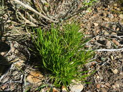 Image of Centella affinis (Eckl. & Zeyh.) Adamson