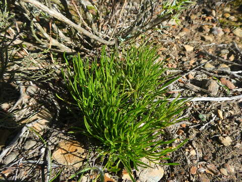 Image of Centella affinis (Eckl. & Zeyh.) Adamson