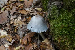 Image of Coprinopsis alopecia (Lasch) La Chiusa & Boffelli 2017