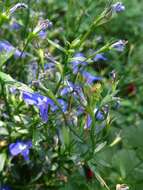 Image of speckled bush-cricket