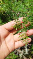 Image of Bursera stenophylla Sprague & Riley