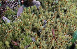 Imagem de Breutelia elongata Mitten ex F. Müller 1881