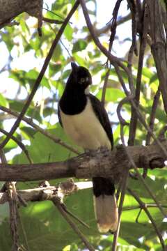 Image of White-naped Jay