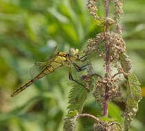 Image of Black-tailed Skimmer