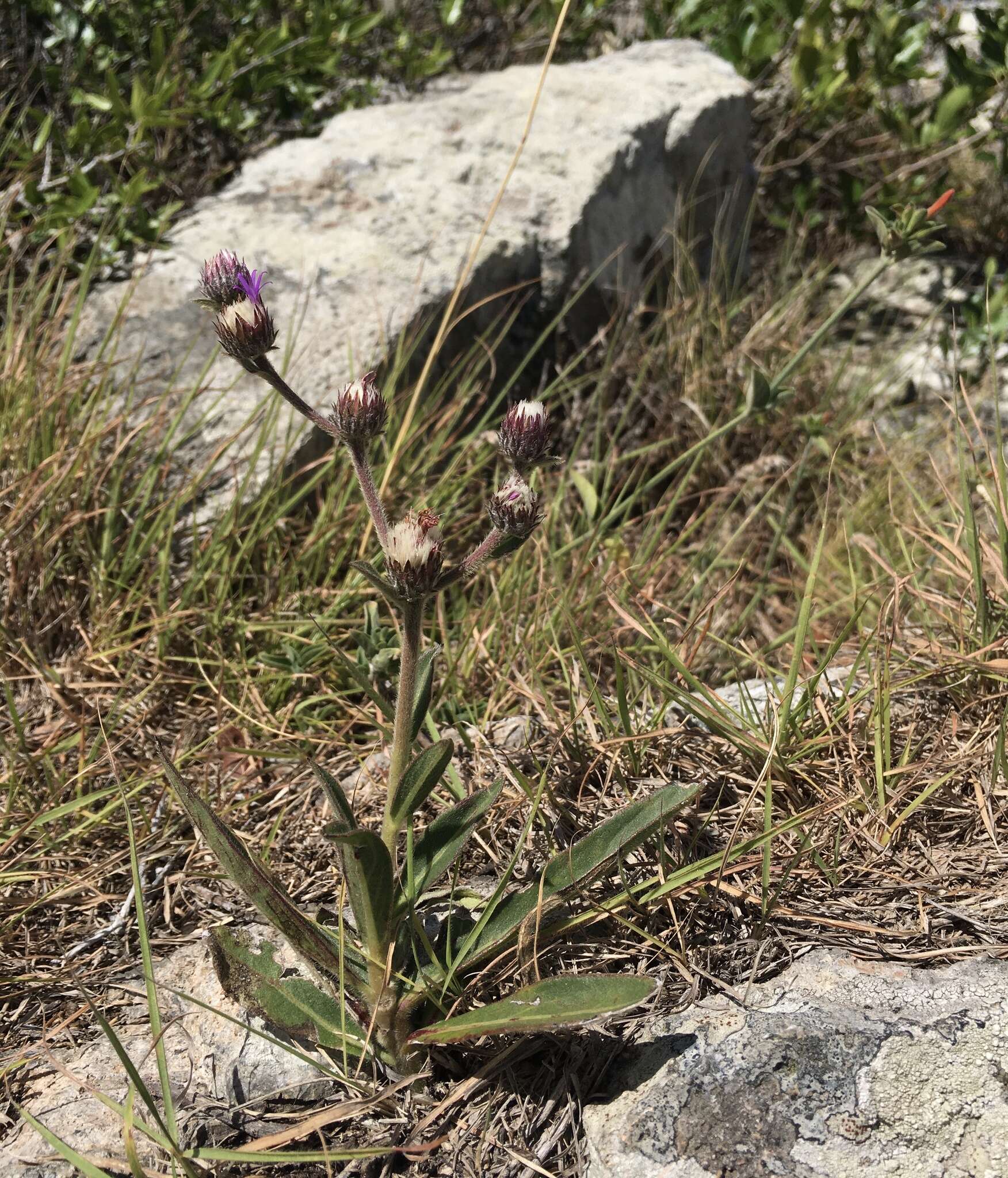 Слика од Chrysolaena flexuosa (Sims) H. Rob.