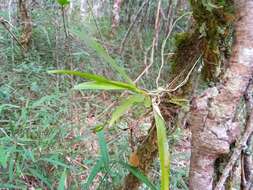 Plancia ëd Angraecum calceolus Thouars