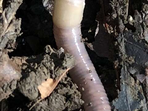 Image of Woodland white worm