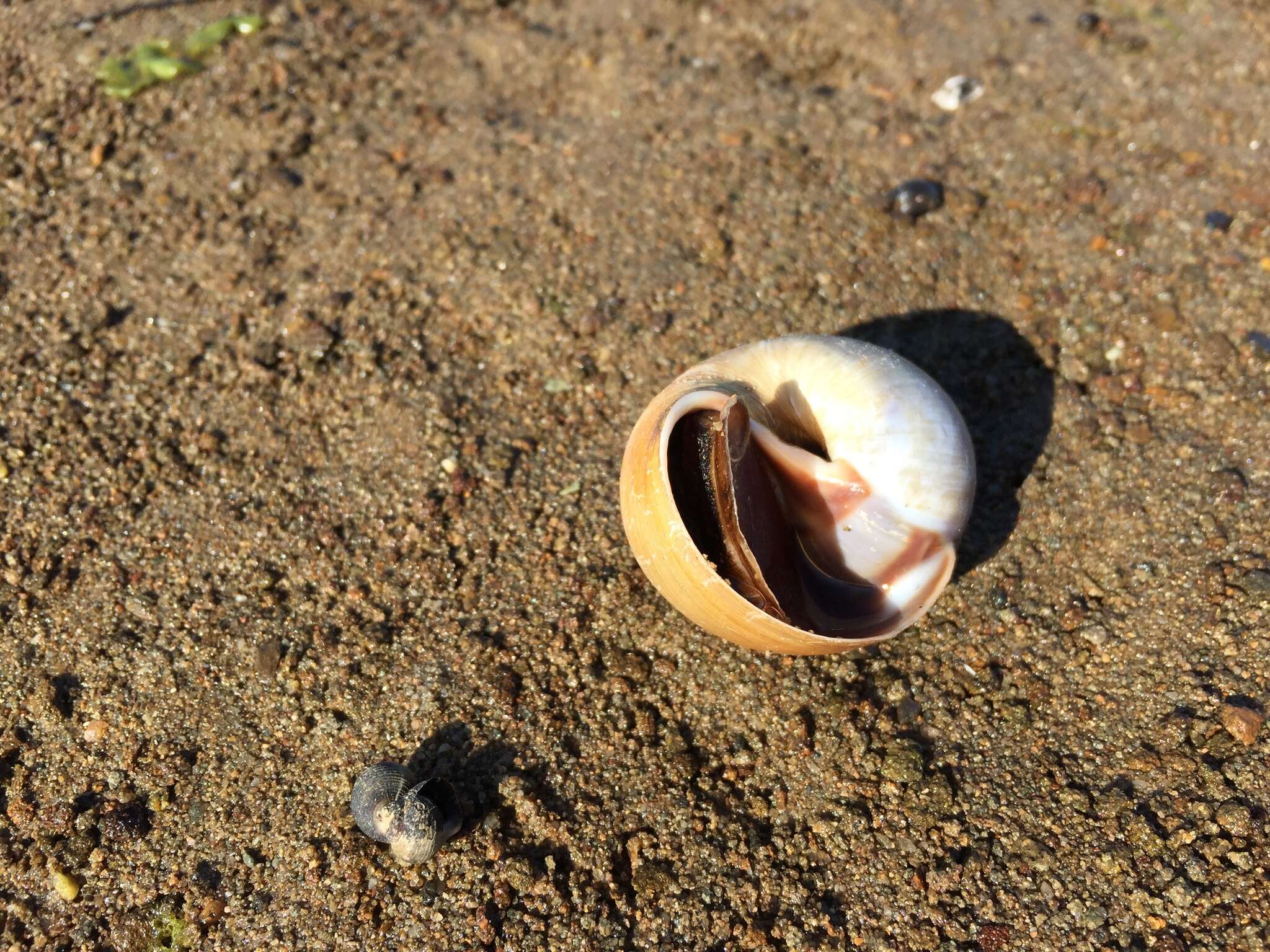 Image of common northern moonsnail