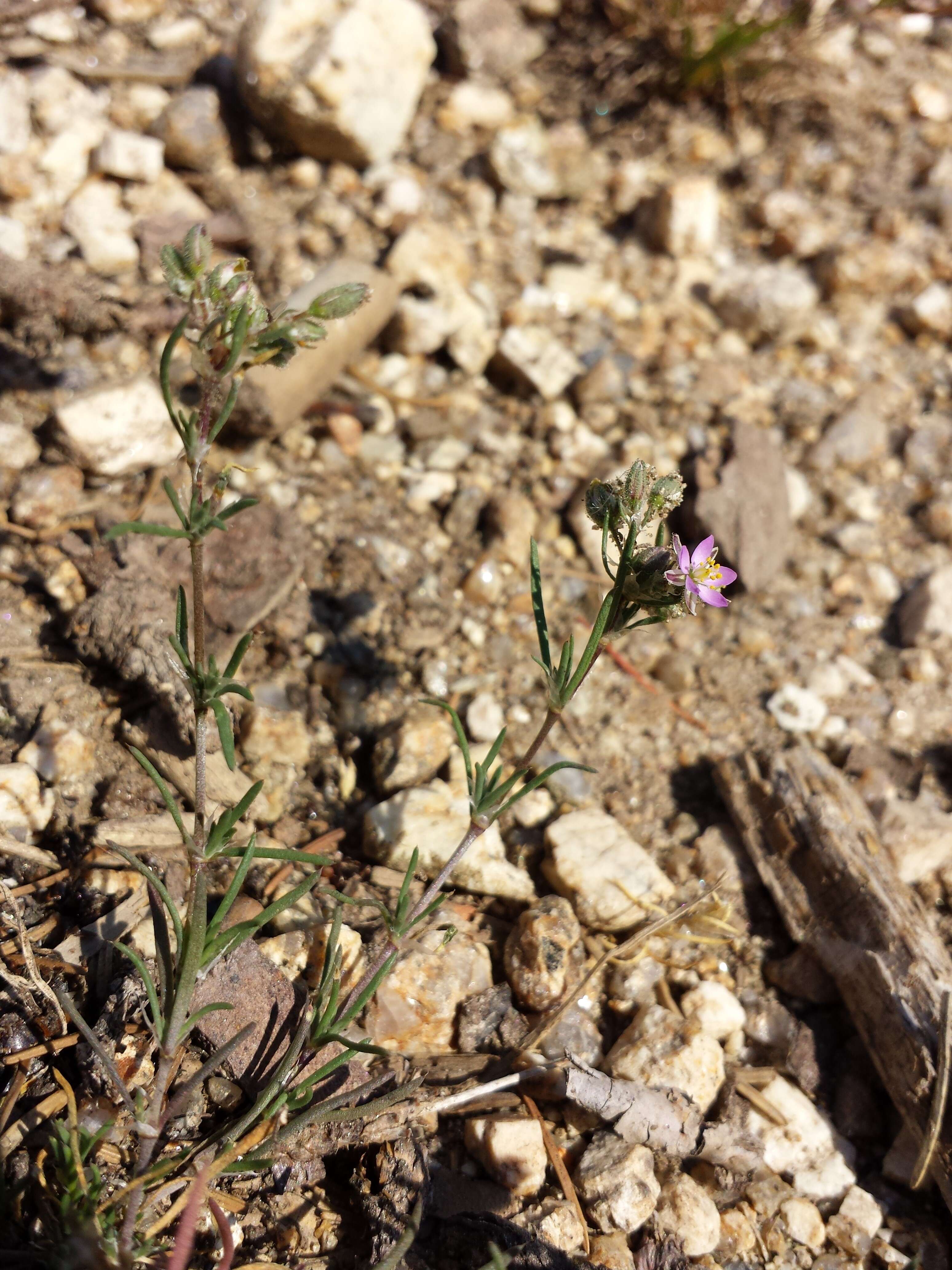 Plancia ëd Spergularia rubra (L.) J. Presl & C. Presl