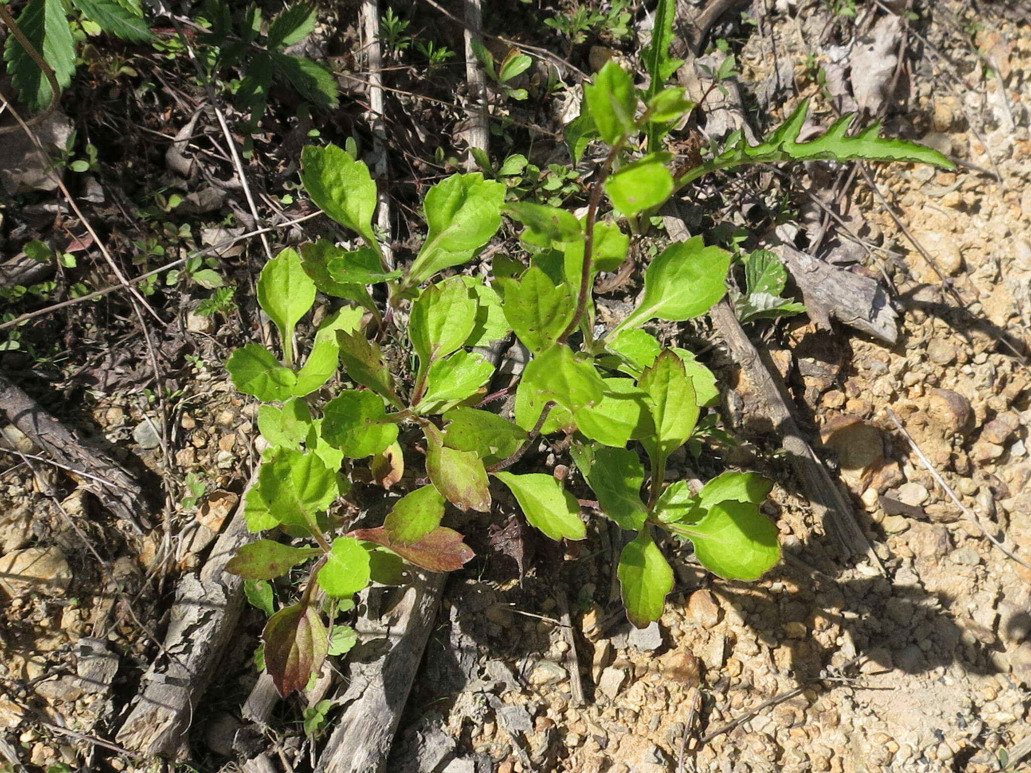 Image of Artemisia keiskeana Miq.