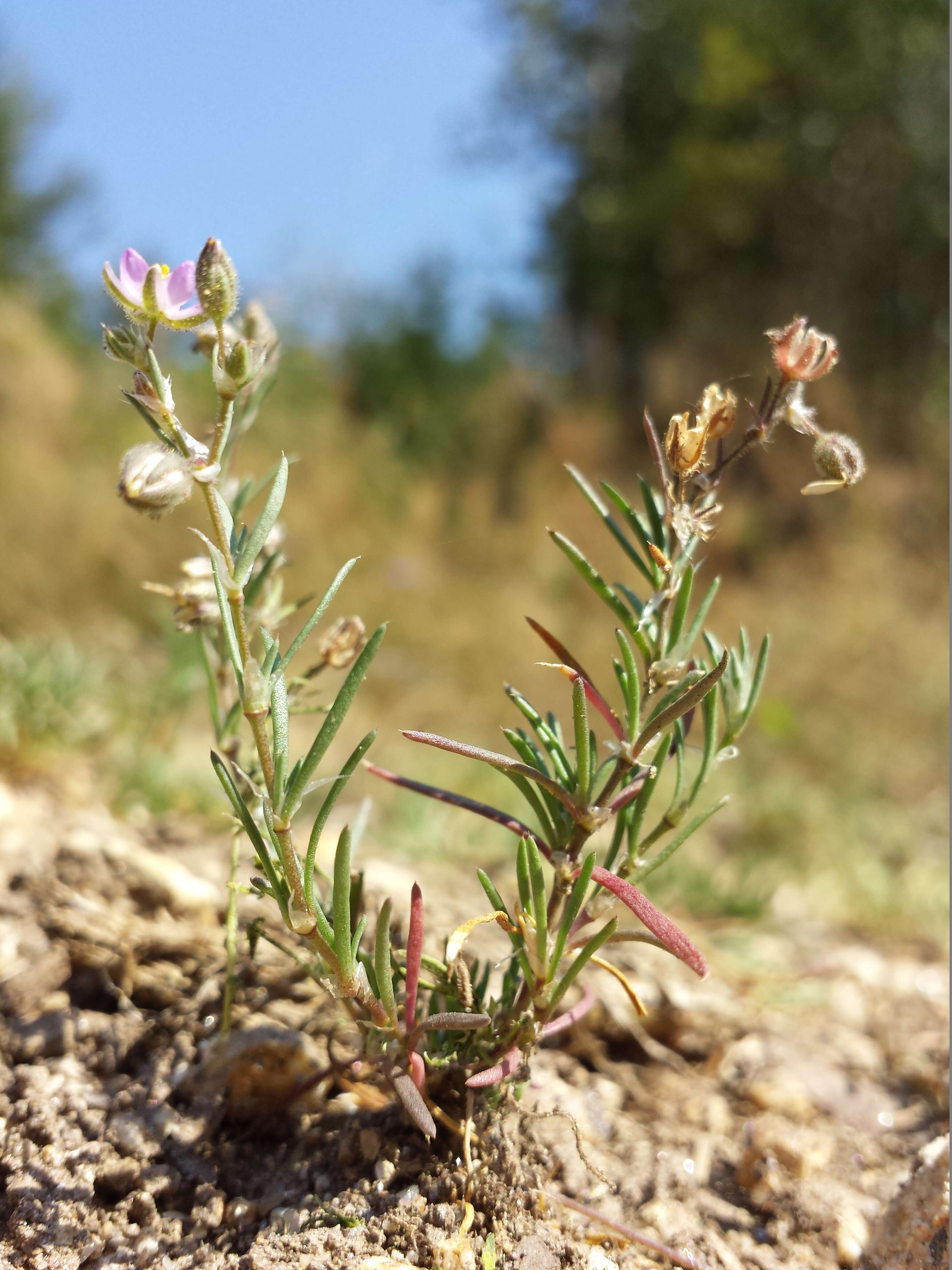 Image of red sandspurry