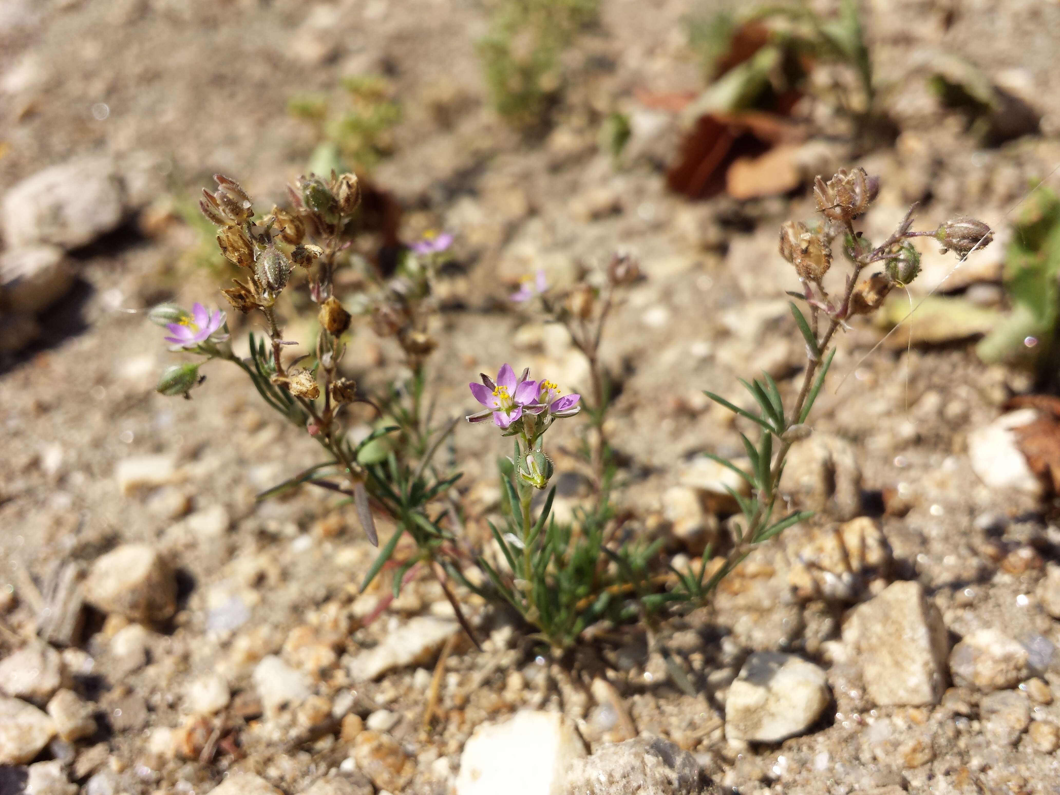 Image of red sandspurry