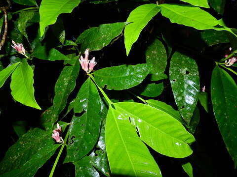 Image of Tabernaemontana macrocalyx Müll. Arg.