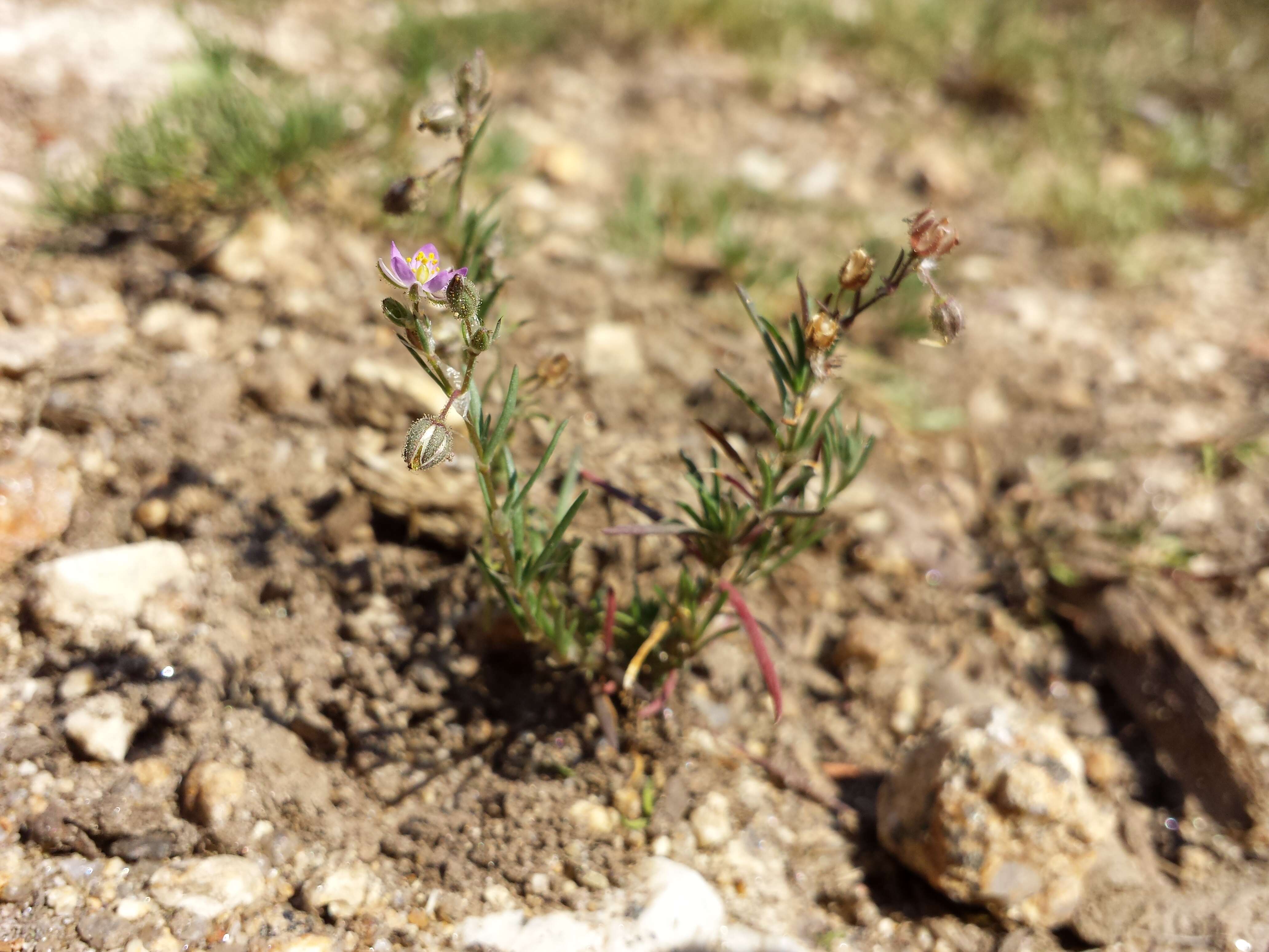 Image of red sandspurry