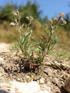 Plancia ëd Spergularia rubra (L.) J. Presl & C. Presl