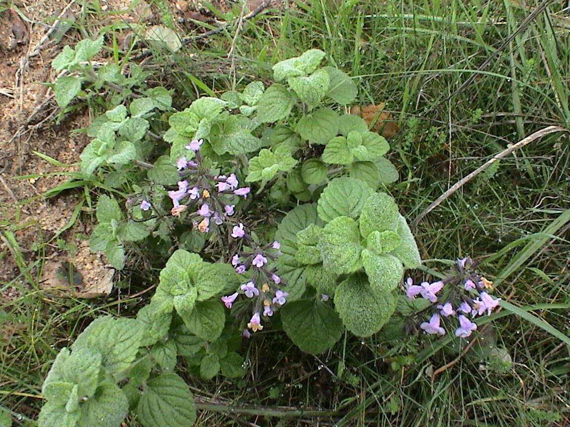 Image of Lesser calamint