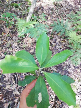 Image of Brachylaena glabra (L. fil.) Druce