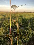 Plancia ëd Themeda avenacea (F. Muell.) T. Durand & B. D. Jacks.