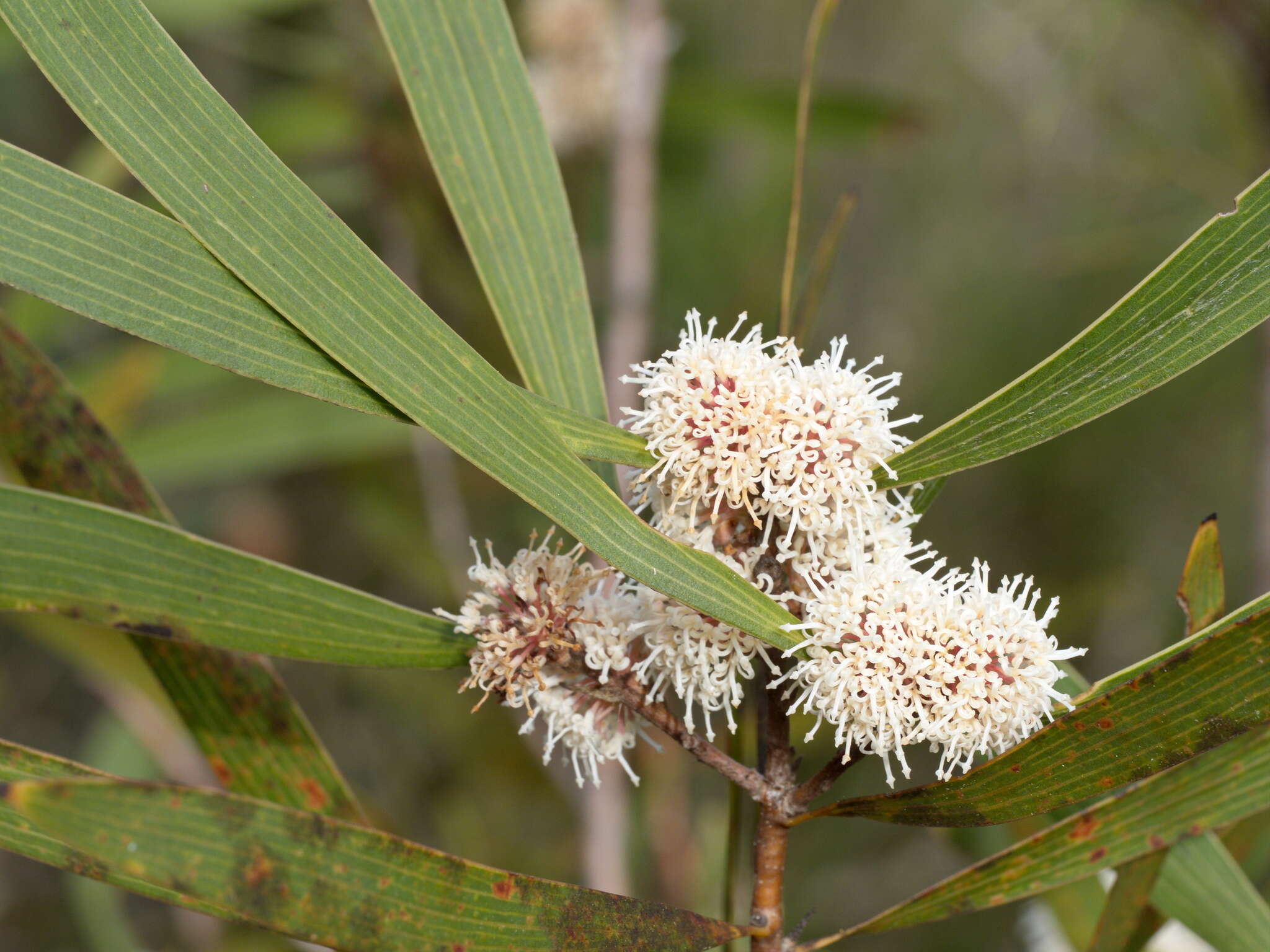 Image of Hakea benthamii I. M. Turner