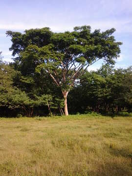 Image of Albizia niopoides var. niopoides