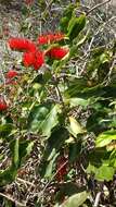 Imagem de Combretum coccineum (Sonn.) Lam.