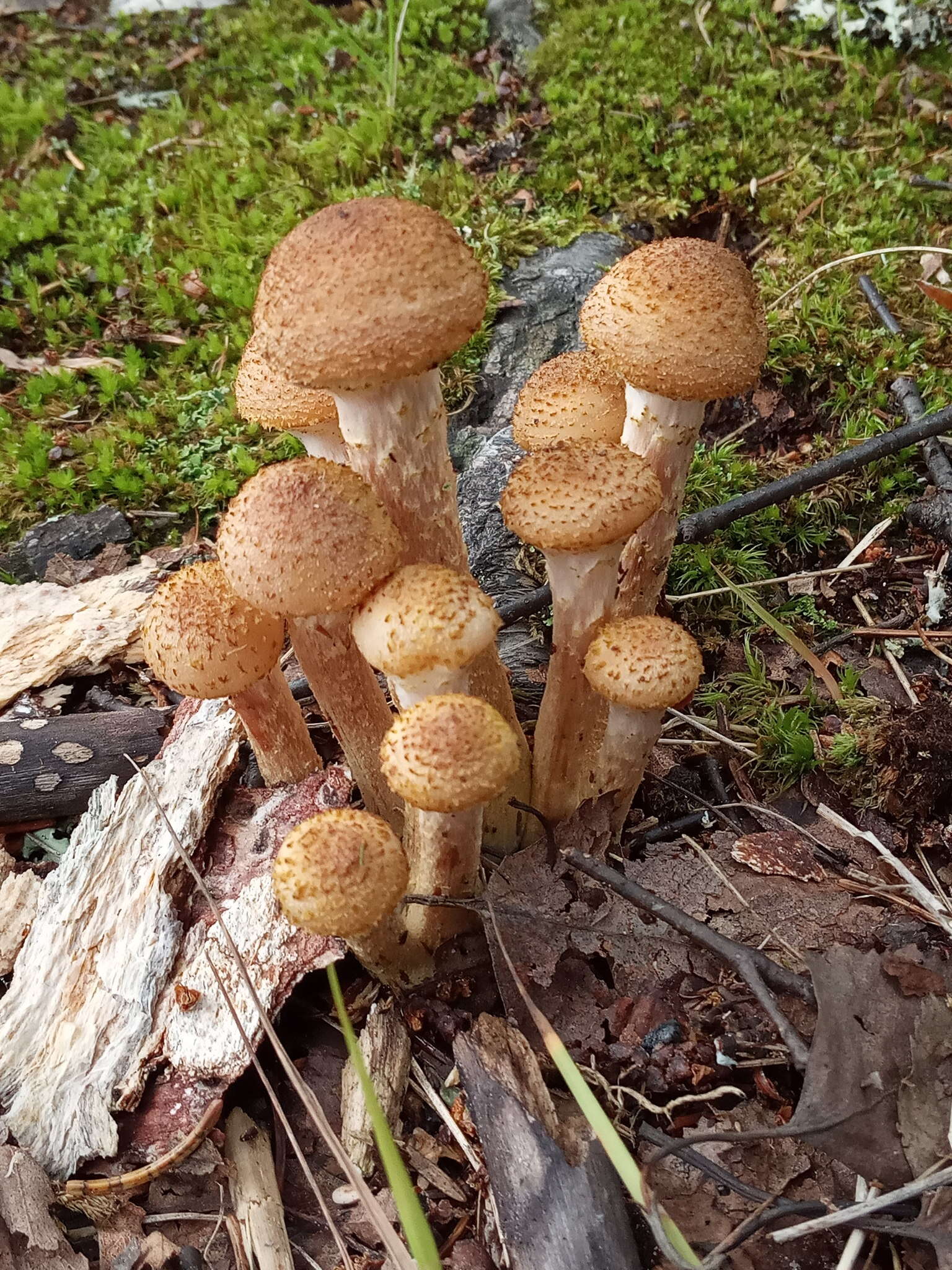 Слика од Armillaria borealis Marxm. & Korhonen 1982