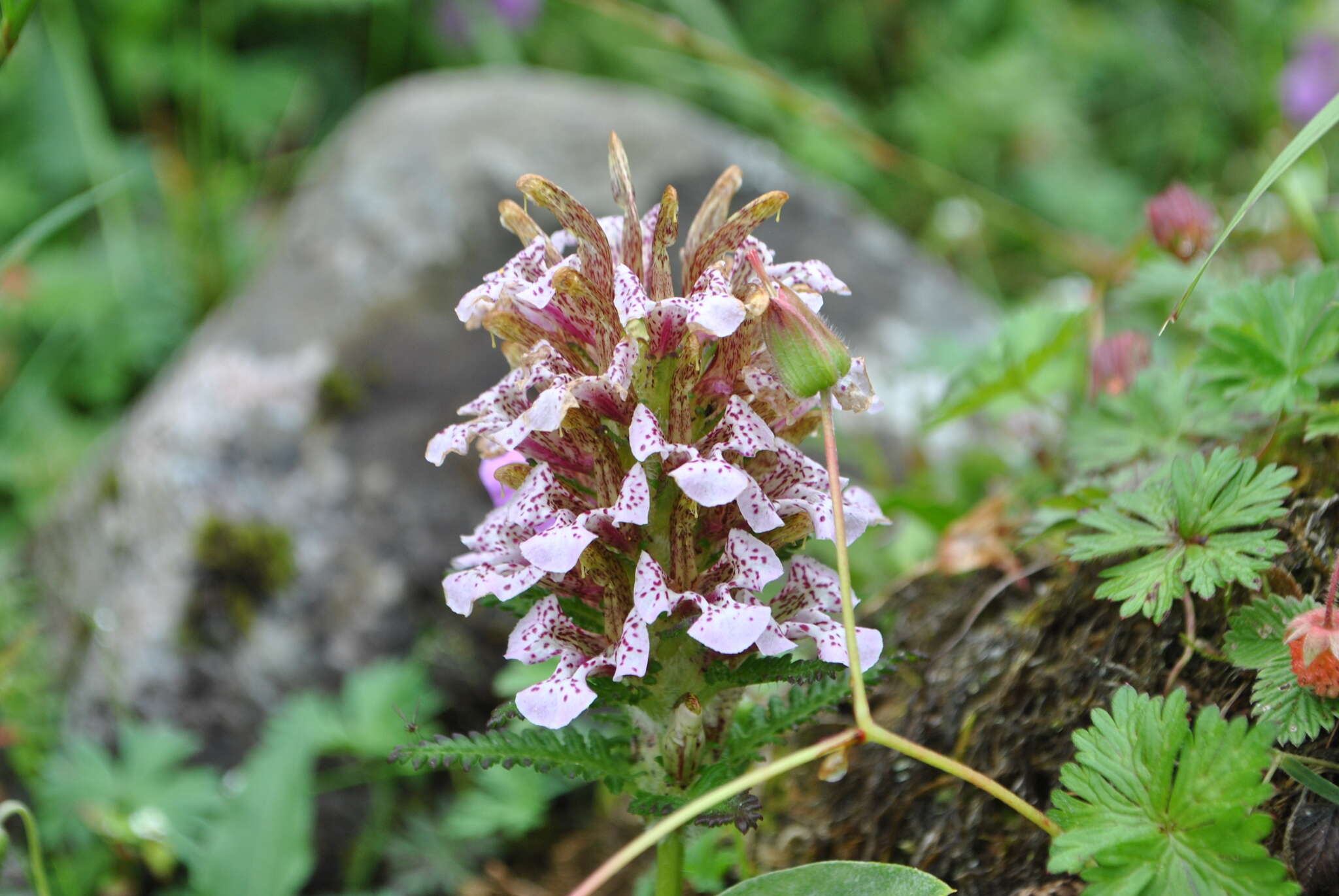 Imagem de Pedicularis stenocorys Franch.