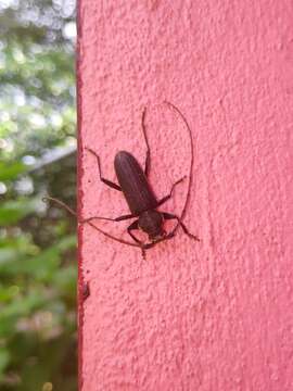 Image of Kulsi teak borer