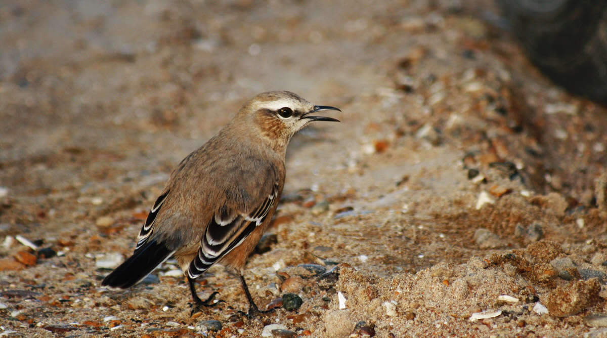 Image of Patagonian Mockingbird