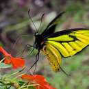 Слика од Ornithoptera paradisea Staudinger 1893