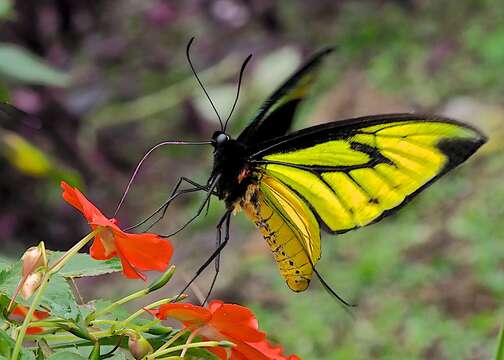 Image of Butterfly of Paradise