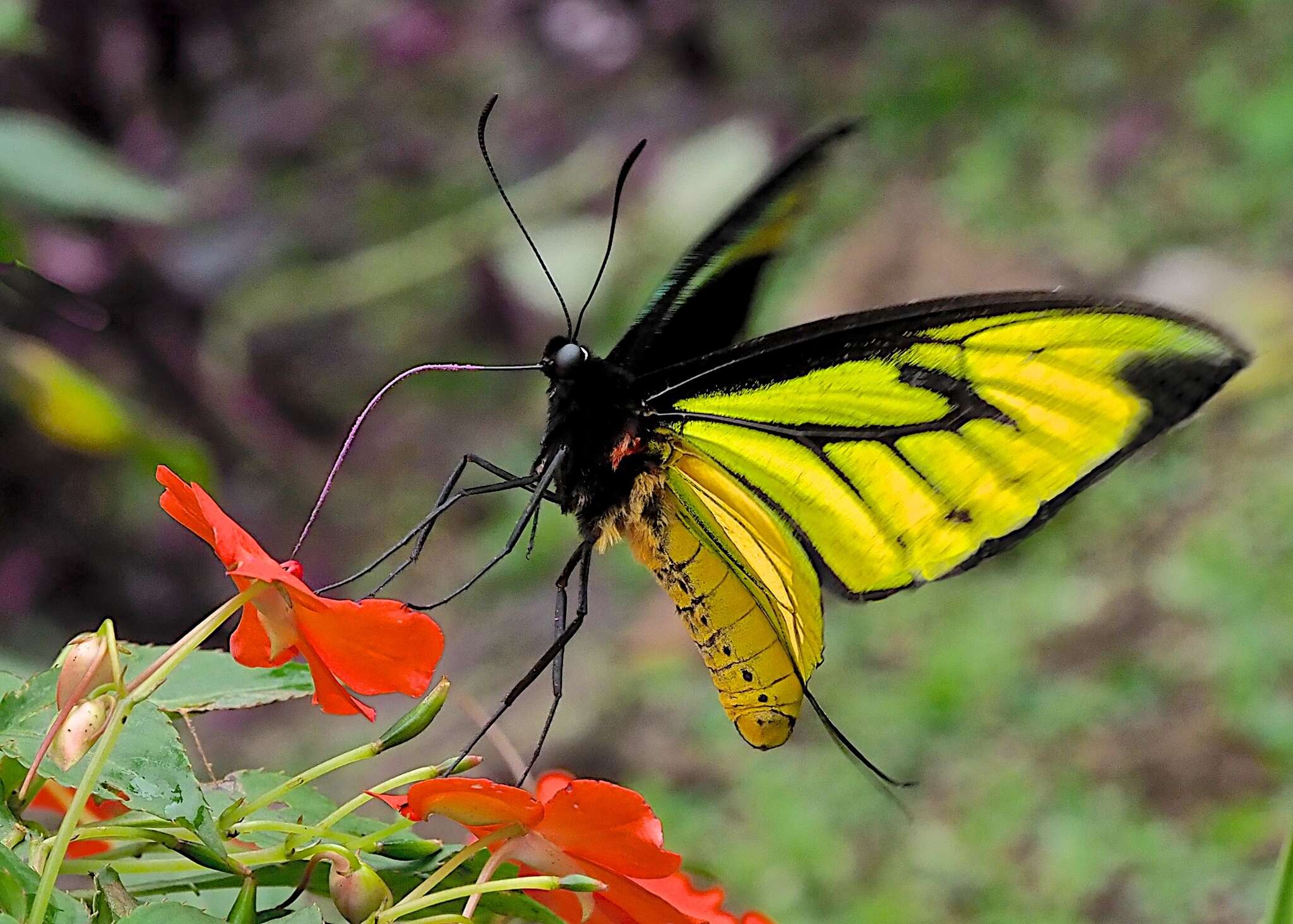 Слика од Ornithoptera paradisea Staudinger 1893