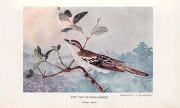 Image of Cuckooshrike