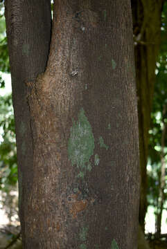 Image of Myristica globosa subsp. muelleri (Warb.) W. J. J. O. de Wilde