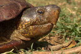 Image of Kinosternon scorpioides albogulare (Duméril & Bocourt 1870)