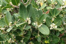 Image of Noronhia foveolata (E. Mey.) Hong-Wa & Besnard