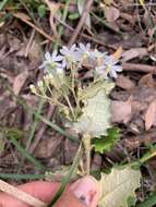 Image of Olearia rugosa subsp. allenderae (J. H. Willis) Hawke ex Messina