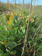 Image of <i>Cotyledon <i>orbiculata</i></i> var. orbiculata