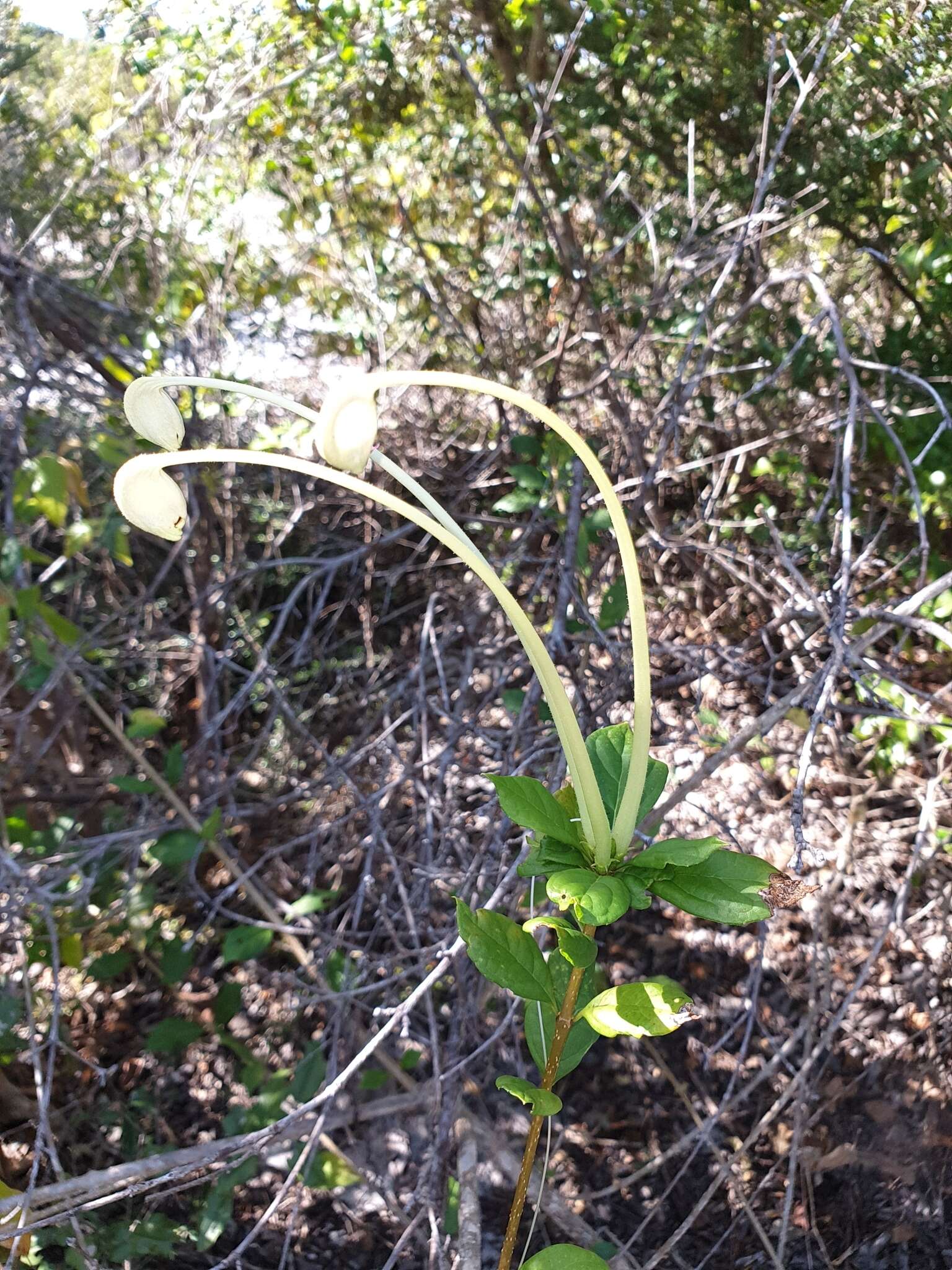 Слика од Rotheca microphylla (Blume) Callm. & Phillipson