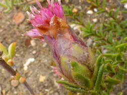 Image of Pteronia hirsuta L. fil.