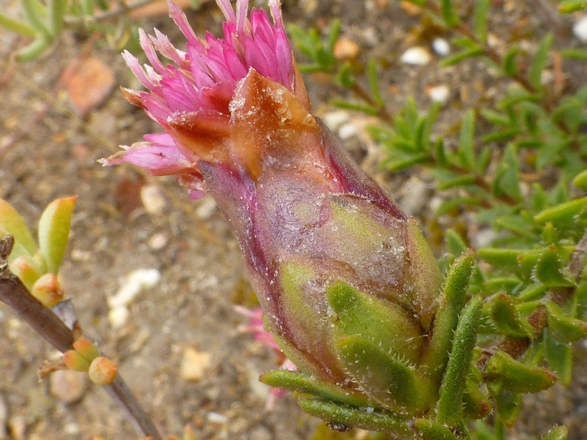 Sivun Pteronia hirsuta L. fil. kuva