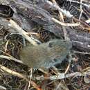 Image of Western Red-backed Vole