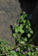 Image of Justicia procumbens var. hirsuta Yamam.