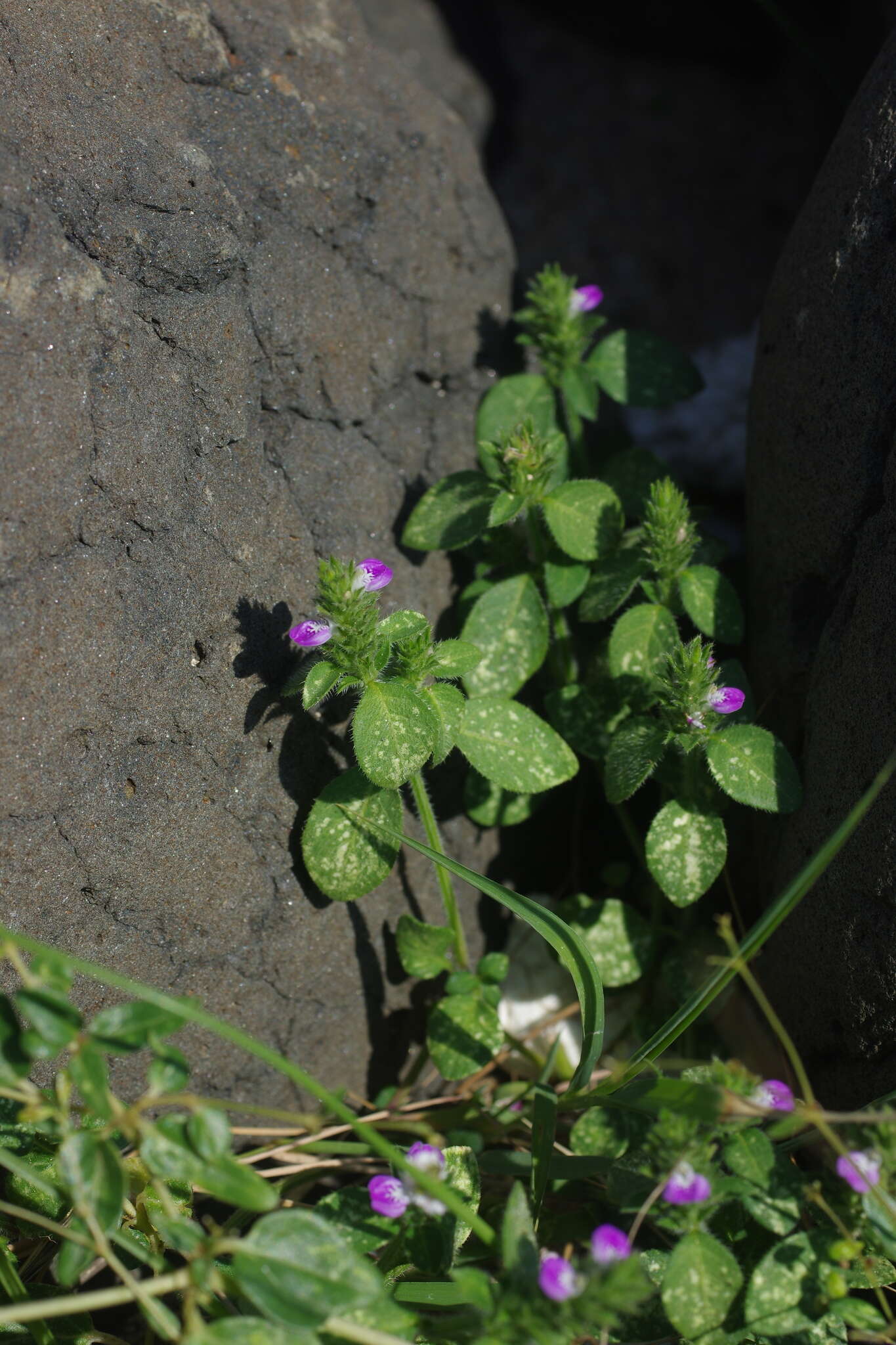 Image of Justicia procumbens var. hirsuta Yamam.