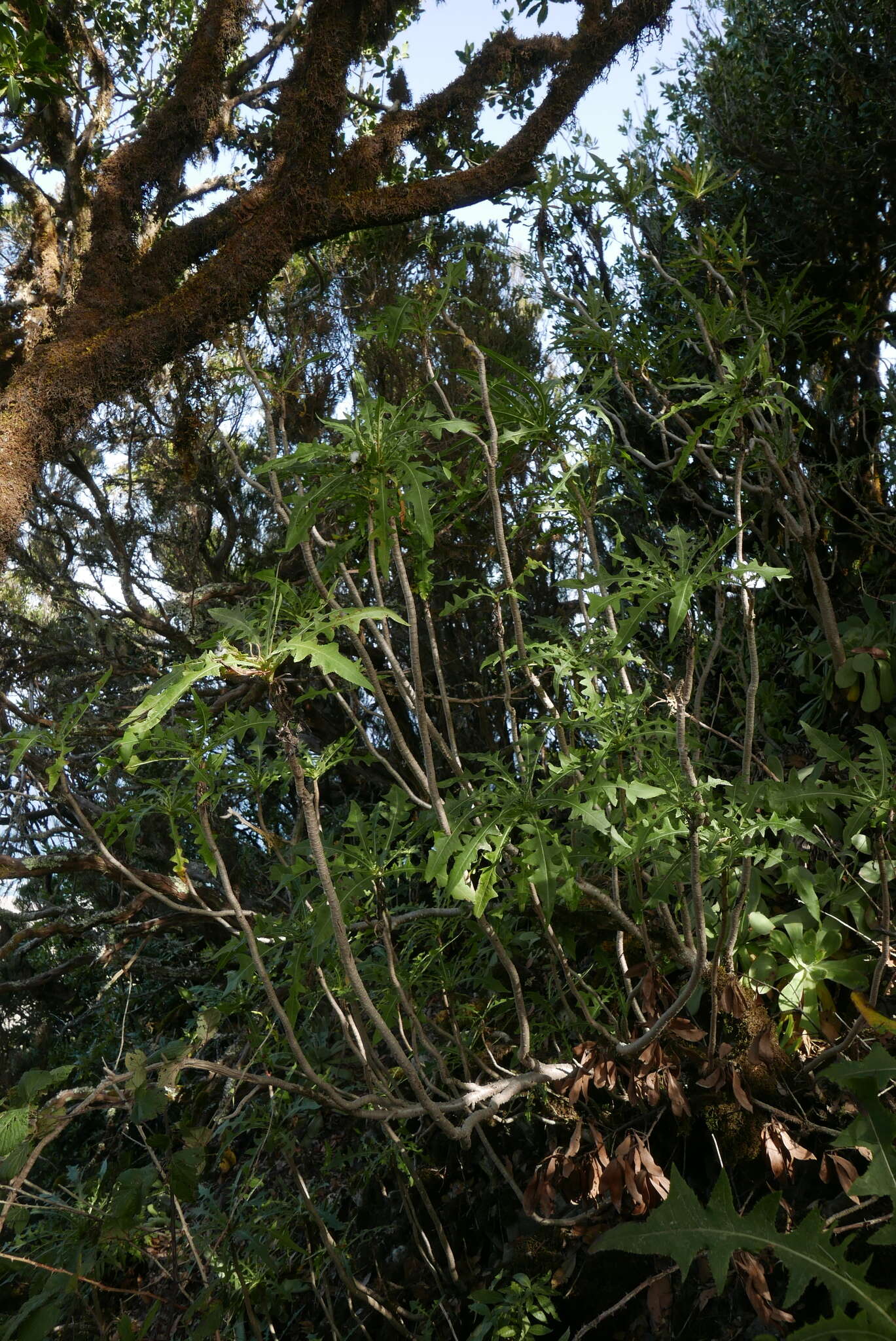 Imagem de Sonchus congestus Willd.