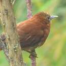 Image of Russet-mantled Softtail