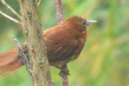 Image of Russet-mantled Softtail