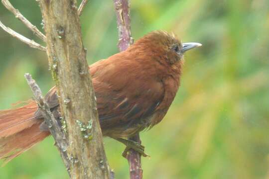 Image of Russet-mantled Softtail